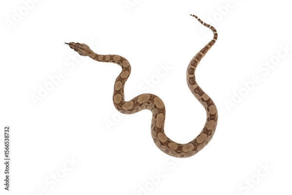 Fototapeta Young Ghost Boa Constrictor Slithering with Tongue Out on White Background – Top View