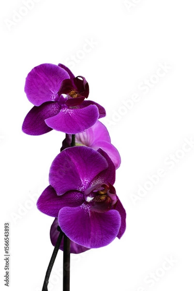 Obraz orchidea  viola