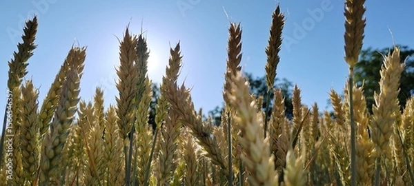 Obraz wheat close-up against the sky