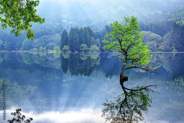 Fototapeta 北竜湖の水没林