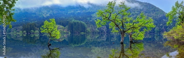 Fototapeta 北竜湖の水没林（パノラマ）