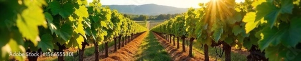 Fototapeta Sun-Drenched Hillside Vineyard Ripe Grapes Ready for Harvest. Picturesque rows of lush grapevines heavy with fruit, perfect for wine country imagery and autumnal harvest themes.