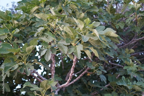 Obraz Fig tree branches adorned with lush green leaves swaying gently under the soft evening light in a serene garden setting
