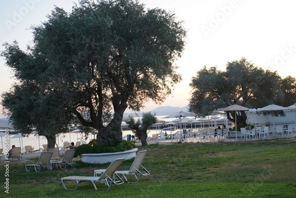 Obraz Sunset brings tranquility as guests unwind under olive trees at a serene coastal resort in Greece, enjoying lazy summer evenings by the water's edge