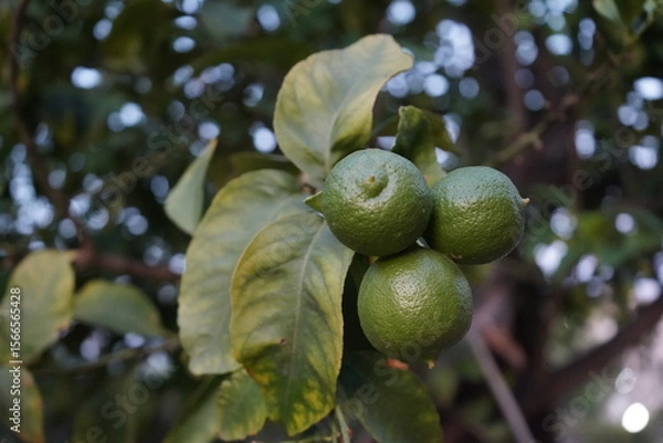 Obraz Fresh green limes hang from a tree branch, nestled among leaves at dusk, showcasing nature's bounty and the promise of a fruitful harvest