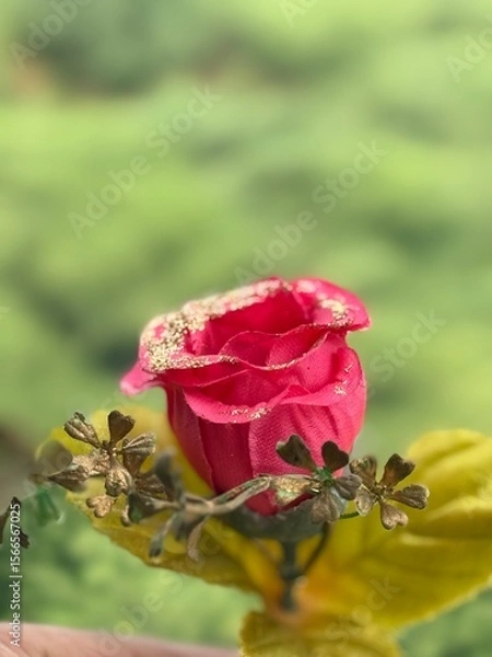 Fototapeta  Red Rose Flower. Red Rose against on isolate white background. clipping path