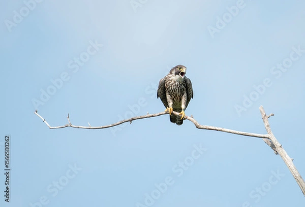 Obraz Peregrine Falcon
