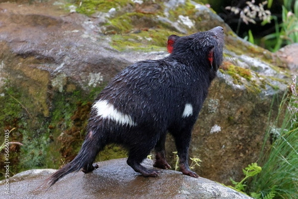 Fototapeta tasmanian devil