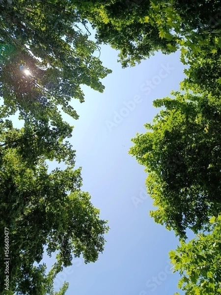 Obraz Sun shining through trees