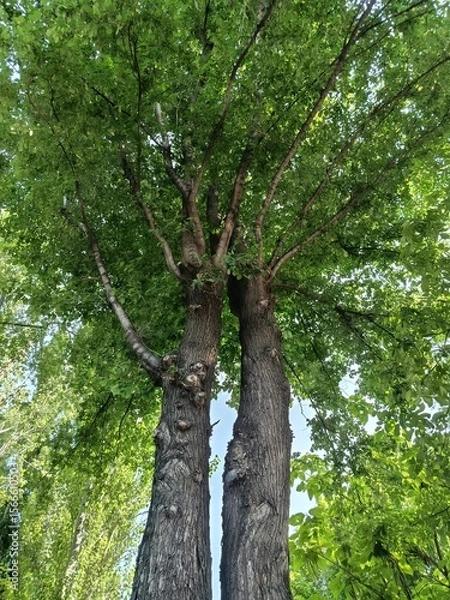 Obraz Trees in the forest summer
