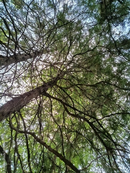 Obraz trees in the forest