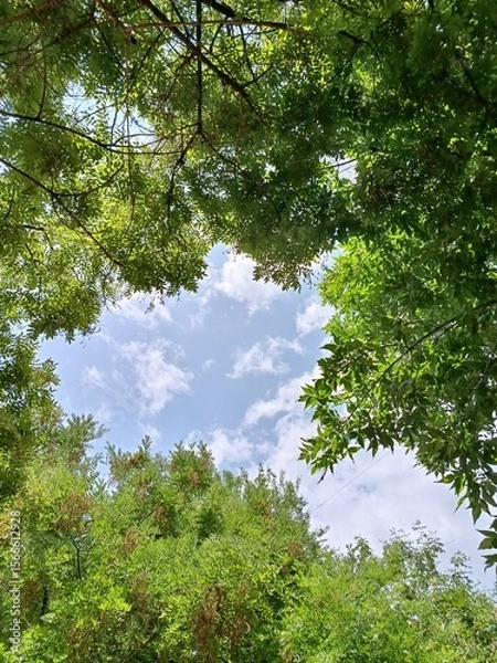 Obraz trees in the forest