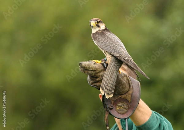 Obraz Peregrine Falcon preparing for flight