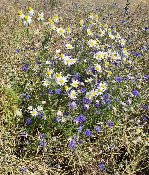 Obraz field of flowers