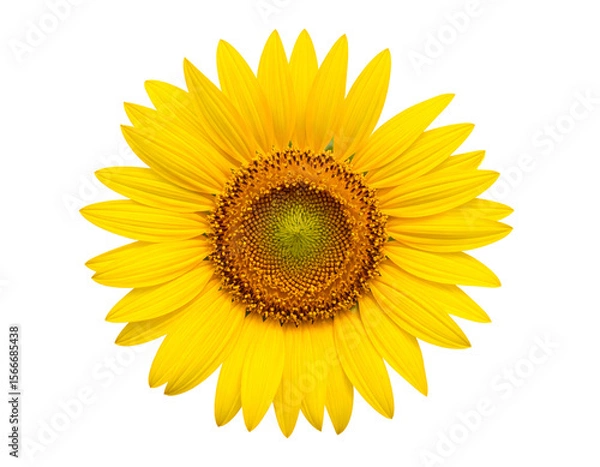 Fototapeta A vibrant yellow sunflower with intricate seed patterns radiates warmth and natural beauty.