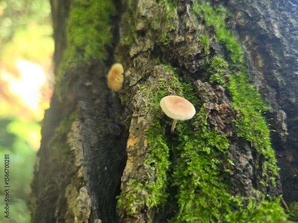 Fototapeta mushroom on tree