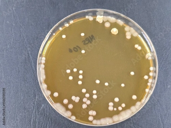 Fototapeta old silver coin