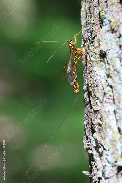 Fototapeta Megarhyssa perlata, Unique Parasitoid Of Horntail Wasps Larvae In wood, trunks of Trees. Large wasp with a long ovipositor for laying eggs.