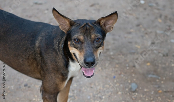 Fototapeta A cheerful dog poses for the camera with a bright smile, showcasing its playful personality against a blurred natural background.