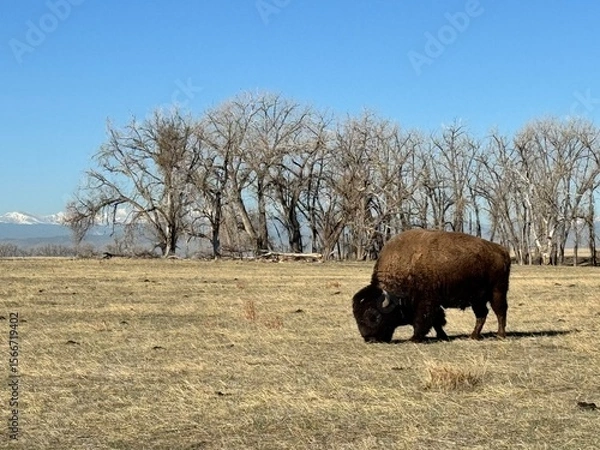Fototapeta A lone bison grazing in a dry winter field 