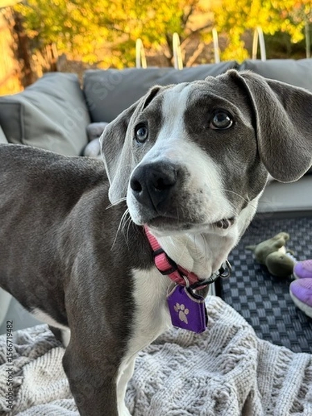 Fototapeta portrait of a pit bull