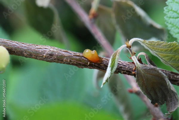 Fototapeta Sap leaking from weeping cherry, branches dying, disease fungal or bacterial infections, Canker on the shoots of a tree in an orchard.