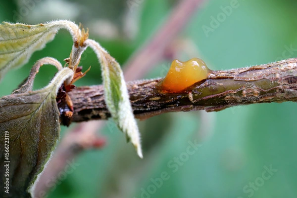 Fototapeta Sap leaking from weeping cherry, branches dying, disease fungal or bacterial infections, Canker on the shoots of a tree in an orchard.