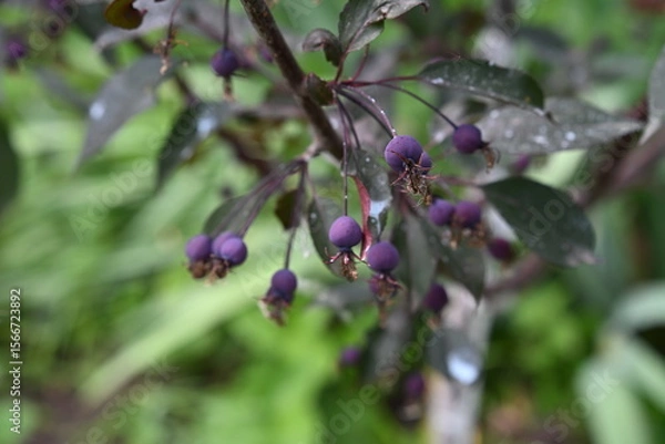 Fototapeta A tree of paradise apples. Tiny lilac fruits. Beautiful photo 2.