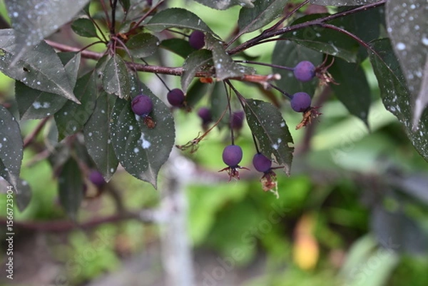 Fototapeta A tree of paradise apples. Tiny lilac fruits. Beautiful photo 1.