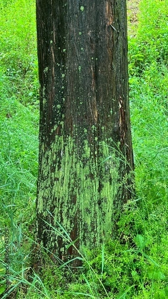 Fototapeta Green Moss