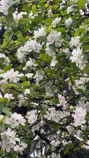 Obraz Apple tree flower