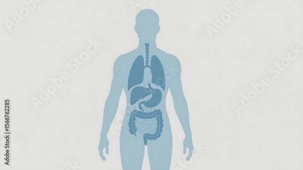 Fototapeta Minimal Blue Anatomical Illustration of Digestive and Respiratory Systems