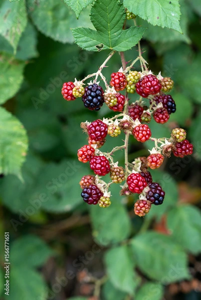 Obraz blackberries