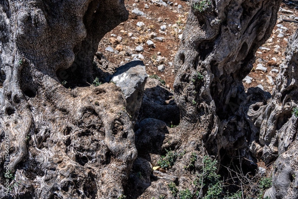 Fototapeta old olive trees in a valley on the island of Crete