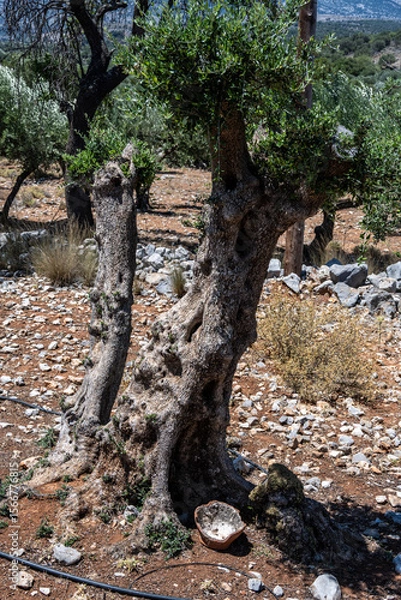 Fototapeta old olive trees in a valley on the island of Crete