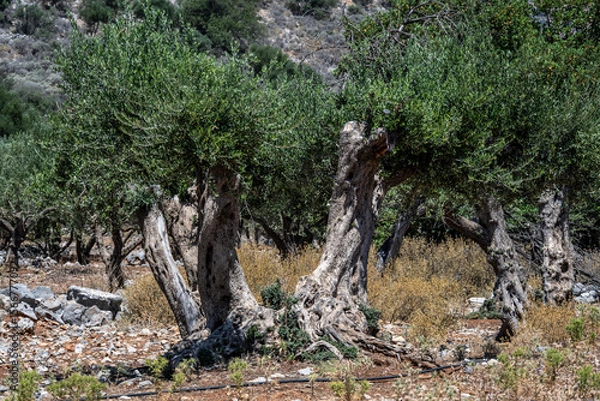 Fototapeta old olive trees in a valley on the island of Crete
