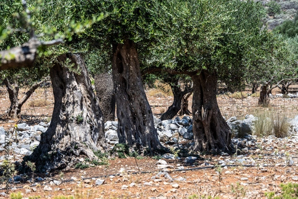 Fototapeta old olive trees in a valley on the island of Crete
