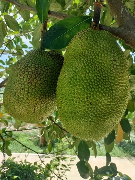 Fototapeta jackfruit on tree