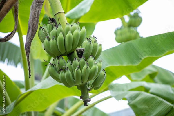 Fototapeta Raw bananas on the tree