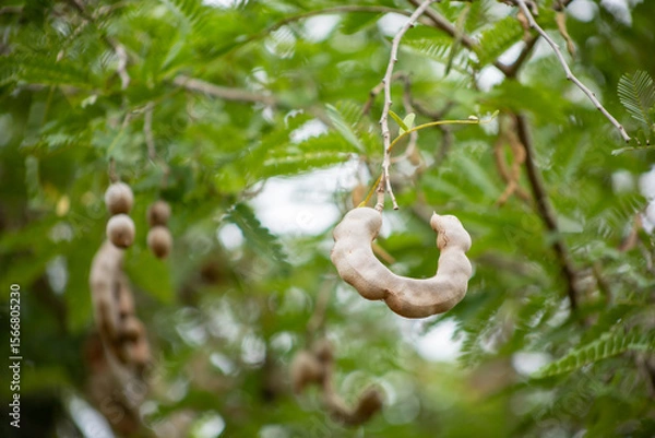 Fototapeta Tamarind Pod tree in the field