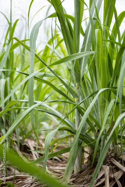 Fototapeta green sugarcane tree in the field