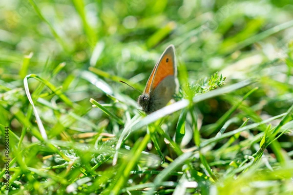 Fototapeta Close-up of a butterfly resting among fresh green grass. Soft summer light and natural bokeh create a peaceful, idyllic mood. Perfect for nature, relaxation, and eco-friendly themes.