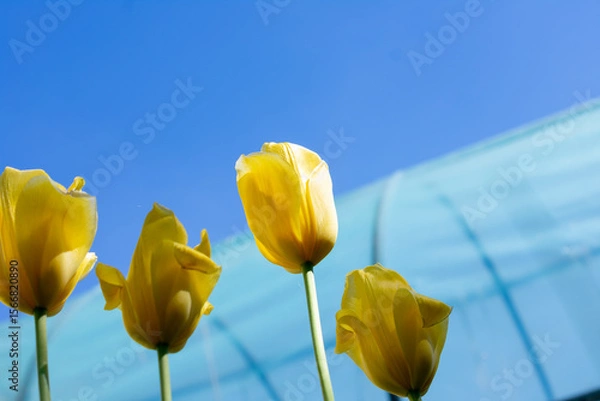 Fototapeta Yellow tulips standing tall against a clear blue sky, with a faint outline of a greenhouse in the distant background.