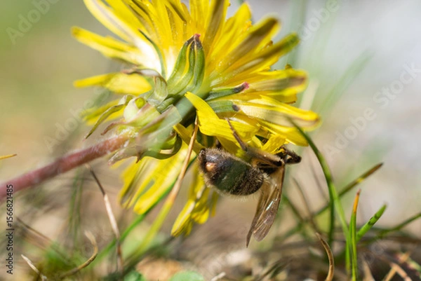 Fototapeta Wild bee pollinating a vibrant yellow dandelion flower in a sunlit meadow, close-up macro with natural background.