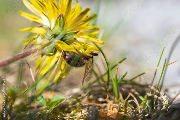 Fototapeta Wild bee pollinating a vibrant yellow dandelion flower in a sunlit meadow, close-up macro with natural background.