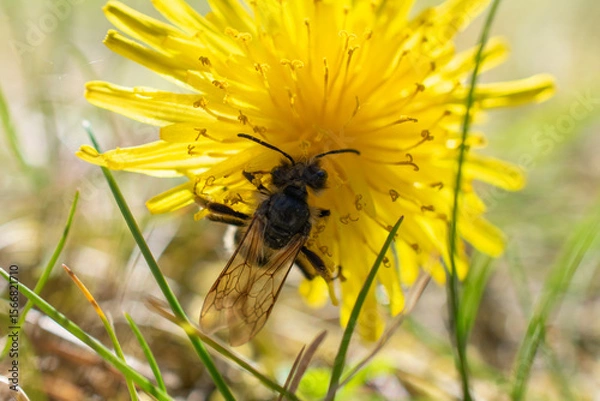 Fototapeta Wild bee pollinating a vibrant yellow dandelion flower in a sunlit meadow, close-up macro with natural background.