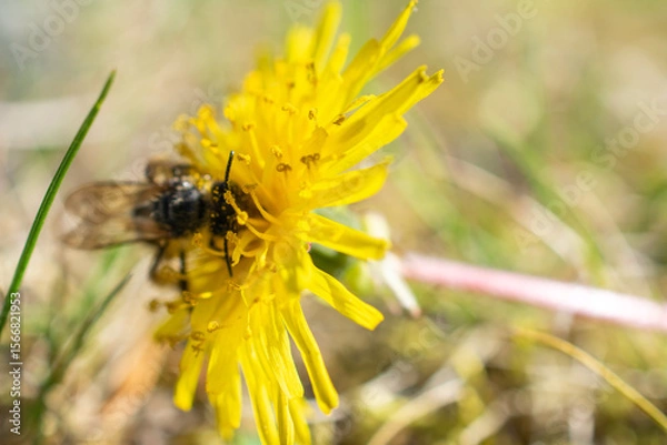 Fototapeta Wild bee pollinating a vibrant yellow dandelion flower in a sunlit meadow, close-up macro with natural background.