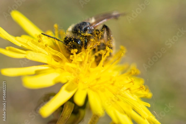 Fototapeta Close-up of a bee covered in pollen collecting nectar from a bright yellow dandelion flower on a sunny day.