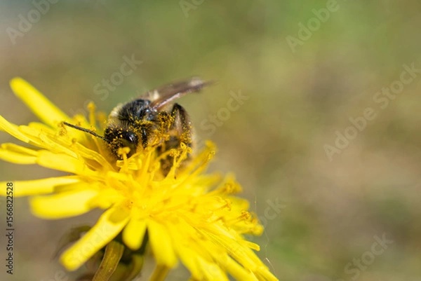 Fototapeta Close-up of a bee covered in pollen collecting nectar from a bright yellow dandelion flower on a sunny day.
