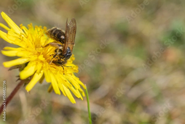 Fototapeta Close-up of a bee covered in pollen collecting nectar from a bright yellow dandelion flower on a sunny day.